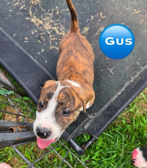 GUS ('BAMA BUNCH 2026) - Pit Bull Terrier / Terrier for adoption in Philadelphia