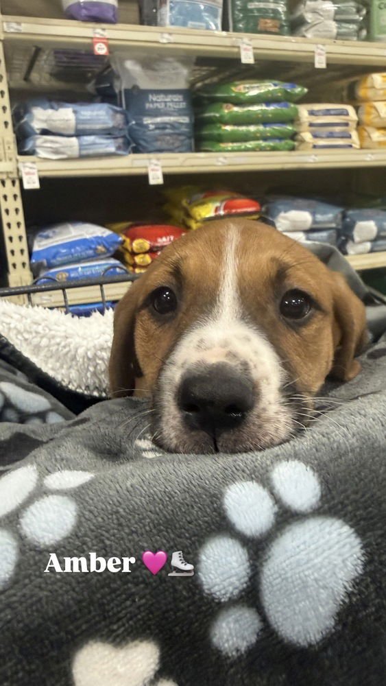 AMBER (MIRAÂS MUNCHKINS 2026) - Pit Bull Terrier / Terrier available for adoption