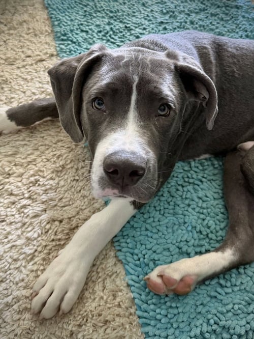 PRESLEY   (2026) - Pit Bull Terrier / Terrier for adoption in Philadelphia