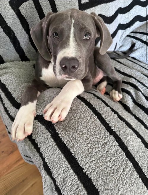 PRESLEY   (2026) - Pit Bull Terrier / Terrier available for adoption