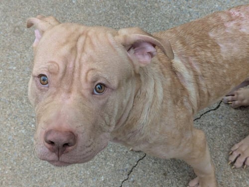 FRANKIE OÂMALLEY    (2026) - Pit Bull Terrier / Terrier for adoption in Philadelphia