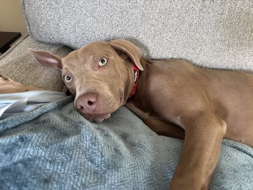 HOWDY - Pit Bull Terrier / Terrier available for adoption