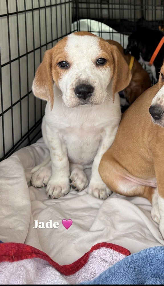 JADE (MIRAÂS MUNCHKINS 2026) - Hound / Pit Bull Terrier available for adoption