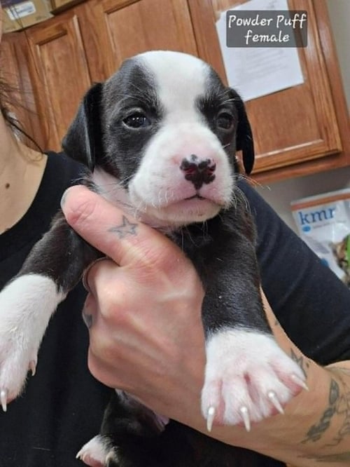 POWDER PUFF (TINY 10 2026)   FEMALE - Pit Bull Terrier / Terrier available for adoption