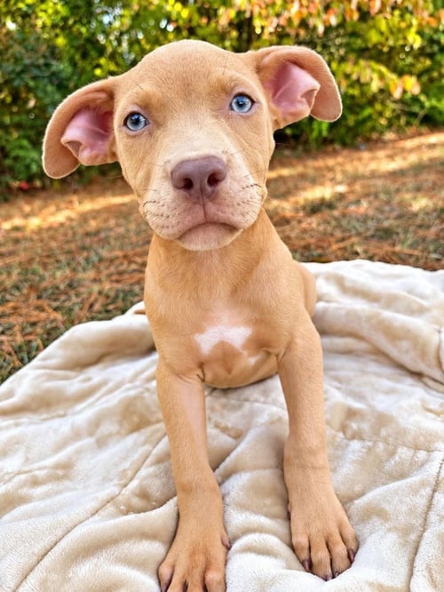 TATER TOT (2026) - Pit Bull Terrier / Terrier available for adoption