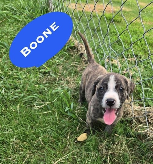 BOONE ('BAMA BUNCH 2026) - Pit Bull Terrier / Terrier available for adoption