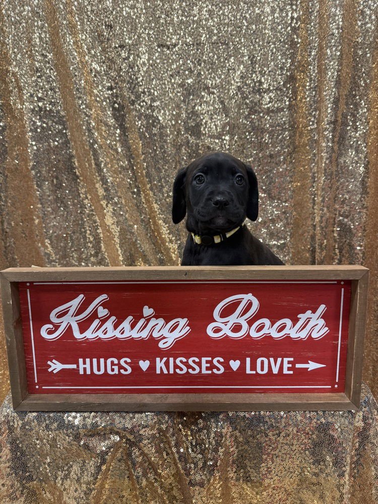 MEG  (PIT-BOODLES 2026) - Pit Bull Terrier / Golden Retriever available for adoption