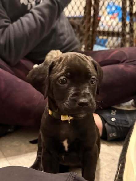 MEG  (PIT-BOODLES 2026) - Pit Bull Terrier / Golden Retriever available for adoption