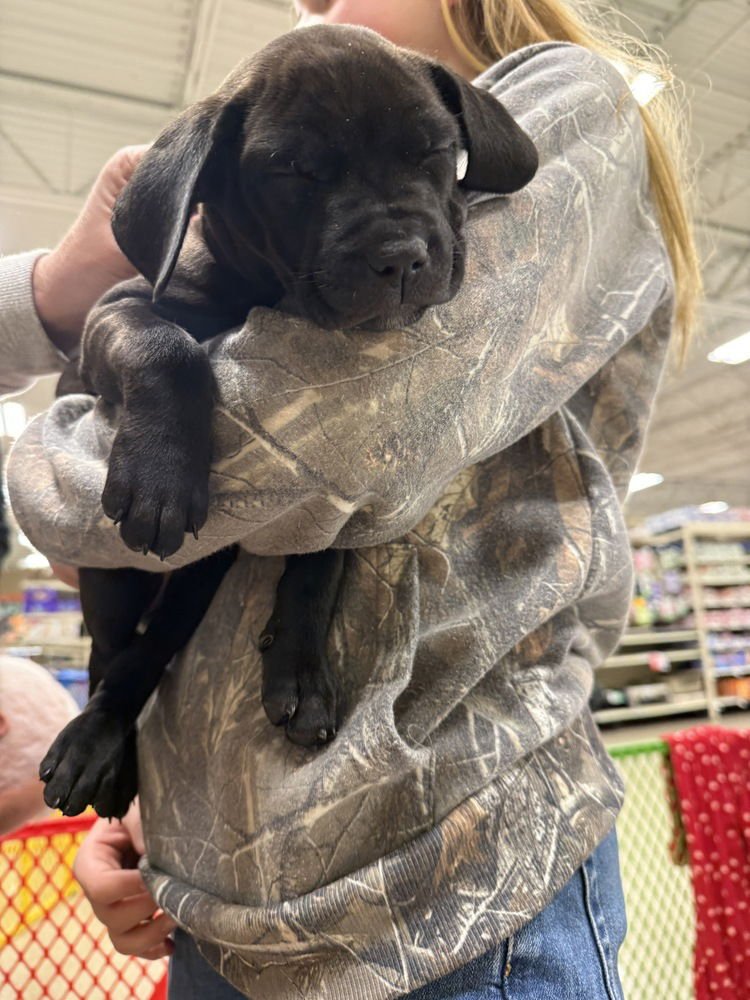 Meg  (Pit-Boodles 2026) - Photo 3