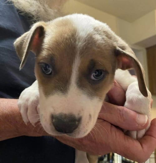 KARMA (ERAS TOUR 2026) F - Pit Bull Terrier / Terrier available for adoption