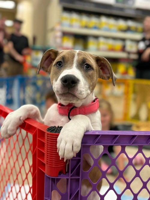 KARMA (ERAS TOUR 2026) F