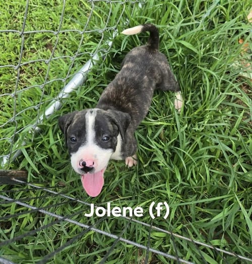JOLENE ('BAMA BUNCH 2026) - Pit Bull Terrier / Terrier for adoption in Philadelphia