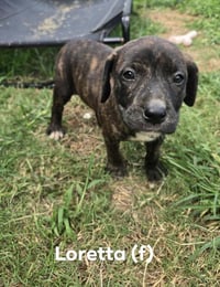 Loretta  ('Bama Bunch 2026) - Photo 1