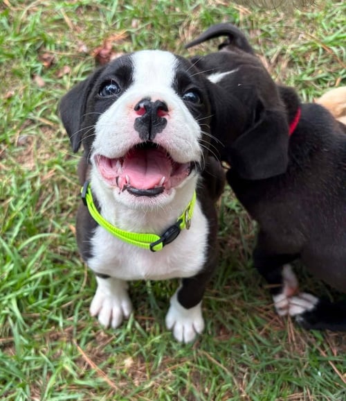 POPPY   (2026) - Pit Bull Terrier / Boxer available for adoption