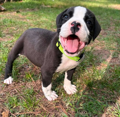 POPPY   (2026) - Pit Bull Terrier / Boxer available for adoption