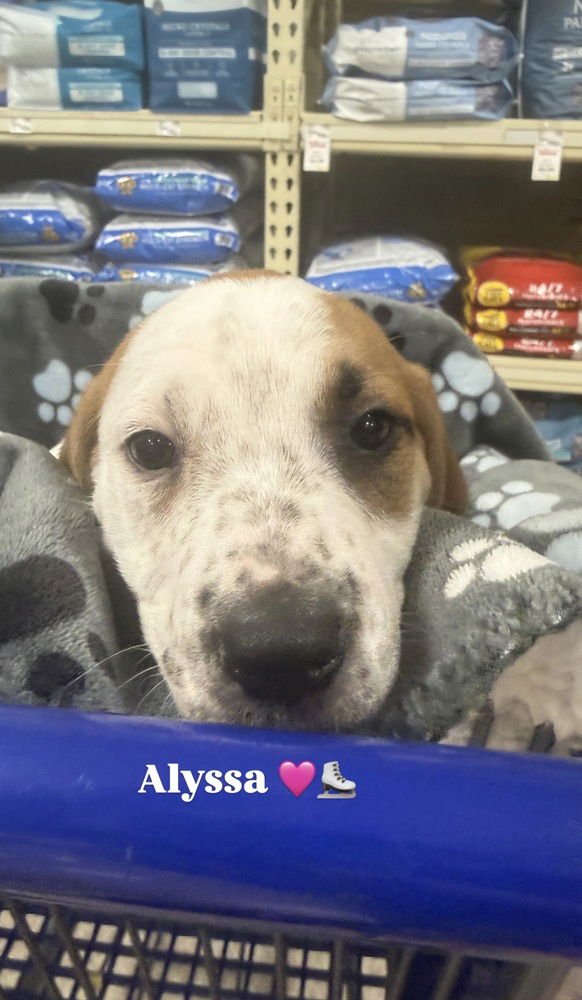 ALYSSA (MIRAÂS MUNCHKINS 2026) - Pit Bull Terrier / Terrier available for adoption