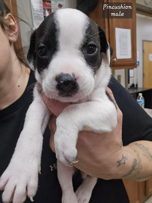 PINCUSHION (TINY 10 2026)  MALE - Pit Bull Terrier / Terrier available for adoption