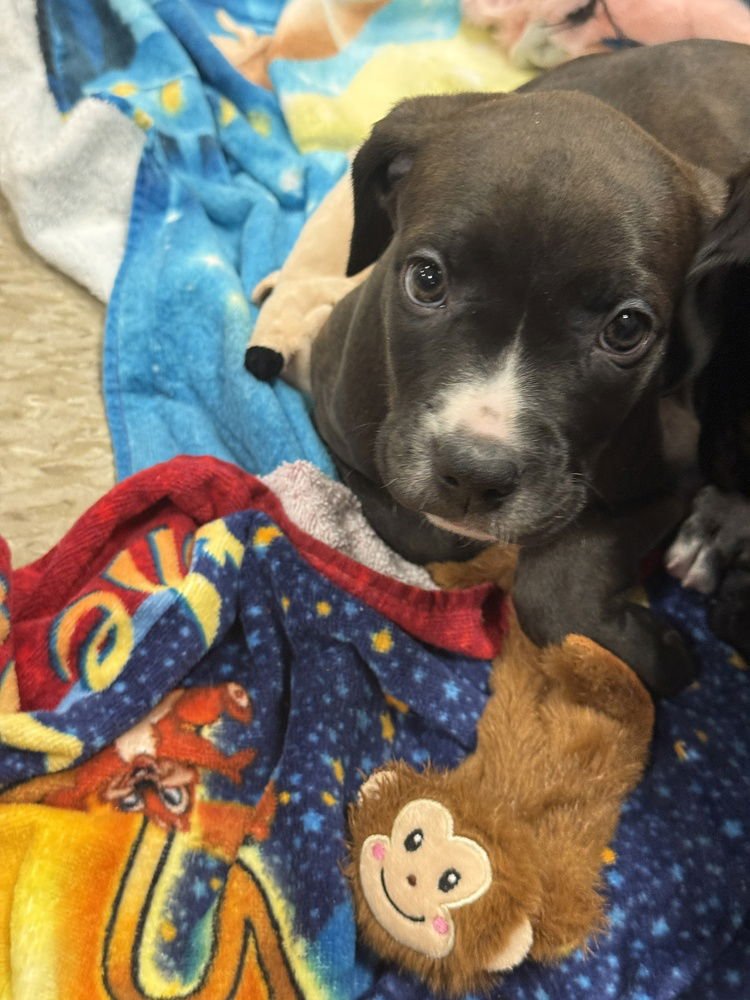 HEATHER (PIT-BOODLES 2026) - Pit Bull Terrier / Golden Retriever available for adoption