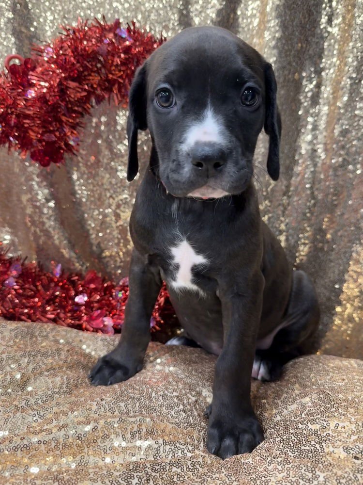 Heather (Pit-Boodles 2026) - Photo 3