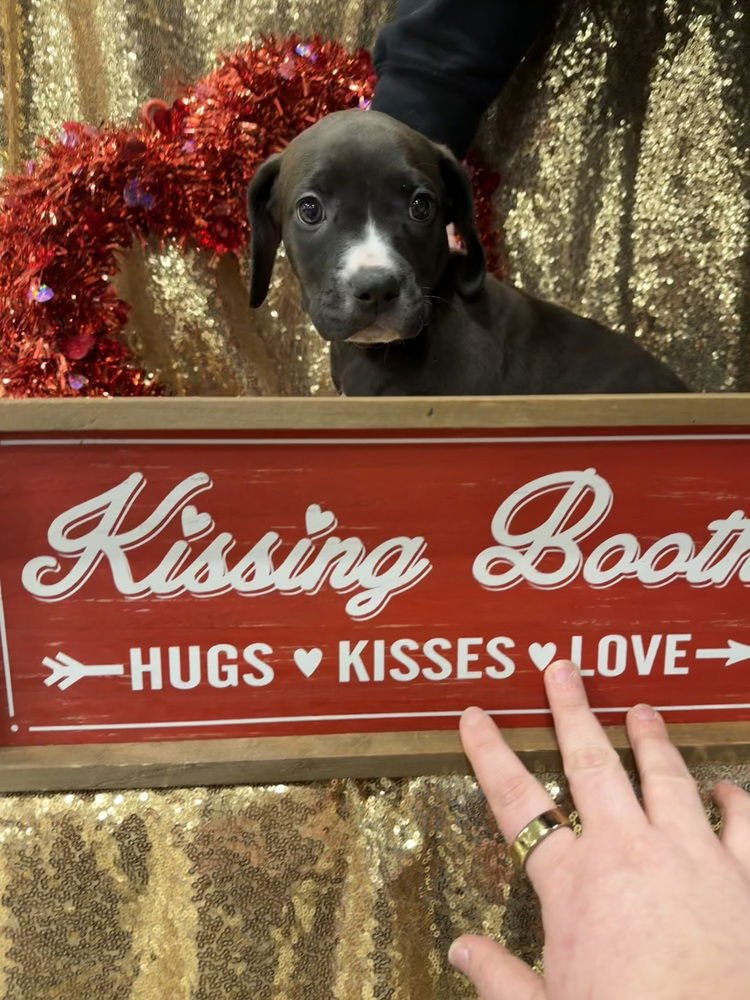 Heather (Pit-Boodles 2026) - Photo 4