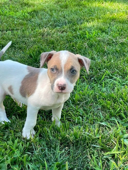 FEARLESS (ERAS TOUR 2026) M - Pit Bull Terrier / Terrier available for adoption