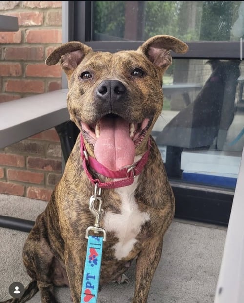 EMBER  (MAMA 2026) - Pit Bull Terrier / Terrier for adoption in Philadelphia