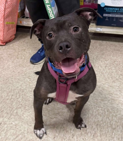 LINUS - Pit Bull Terrier / American Staffordshire Terrier available for adoption