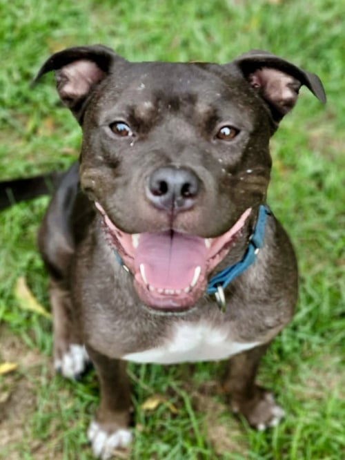 LINUS - Pit Bull Terrier / American Staffordshire Terrier for adoption in Philadelphia