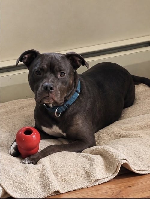 LINUS - Pit Bull Terrier / American Staffordshire Terrier available for adoption