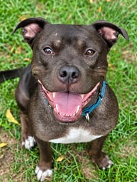 Linus - Photo 1