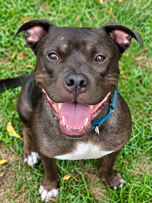 LINUS - Pit Bull Terrier / American Staffordshire Terrier for adoption in Philadelphia