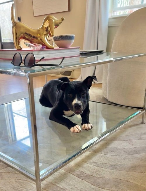 AMY   (2026) - Pit Bull Terrier / Terrier for adoption in Philadelphia