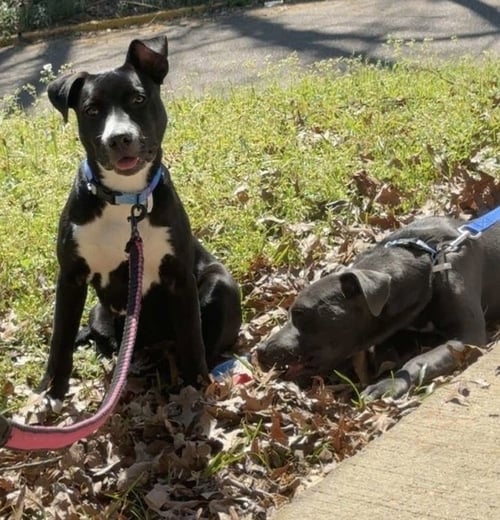 AMY   (2026) - Pit Bull Terrier / Terrier available for adoption