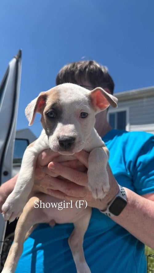 SHOWGIRL (ERAS TOUR 2026) F - Pit Bull Terrier / Terrier available for adoption
