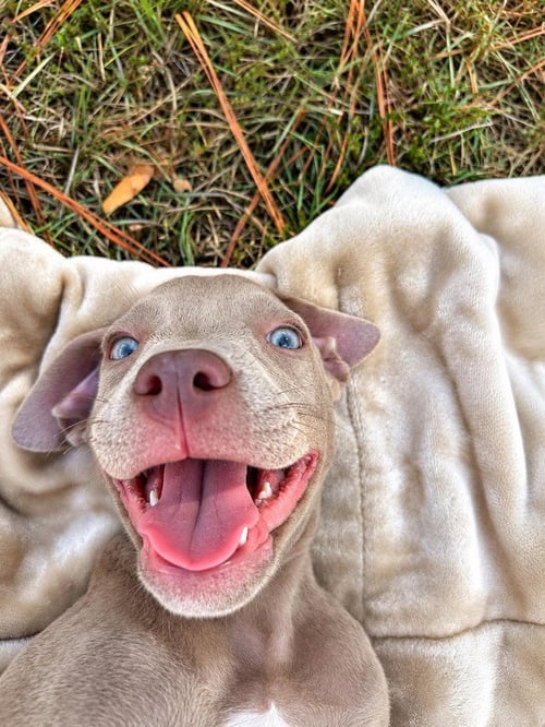 MCNUGGET (2026) - Pit Bull Terrier / Terrier for adoption in Philadelphia