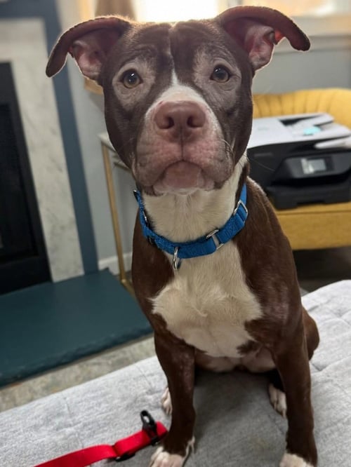 AMELIA   (MAPLE MAY 2026) - Pit Bull Terrier / Terrier available for adoption