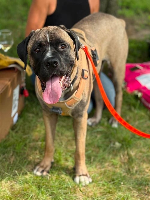 ENZO - Mastiff / Terrier for adoption in Philadelphia