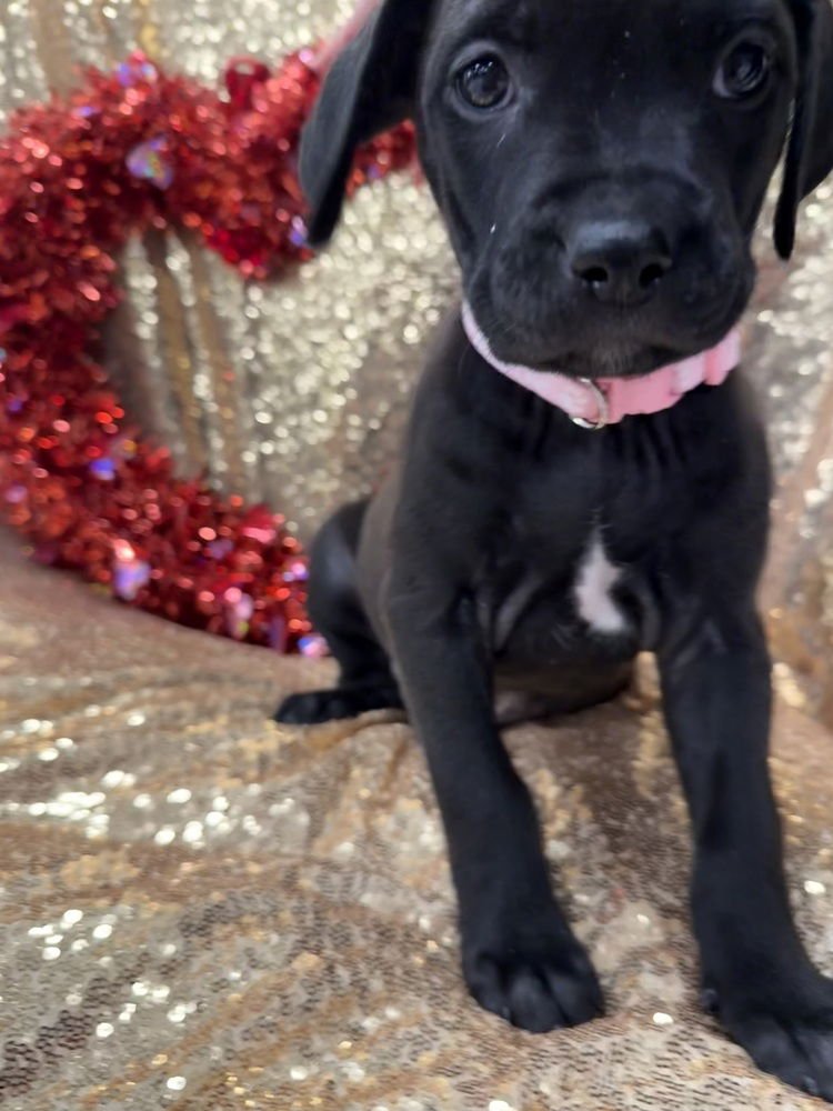 MORGANNE   (PIT-BOODLES 2026) - Pit Bull Terrier / Golden Retriever available for adoption