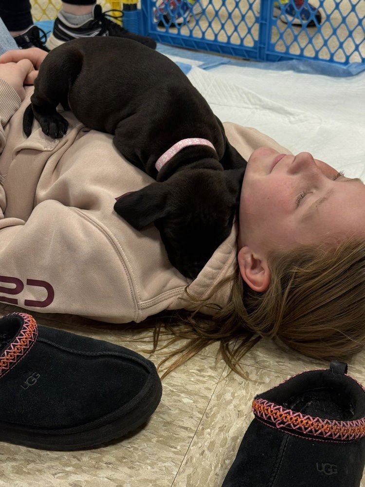 MORGANNE   (PIT-BOODLES 2026) - Pit Bull Terrier / Golden Retriever available for adoption