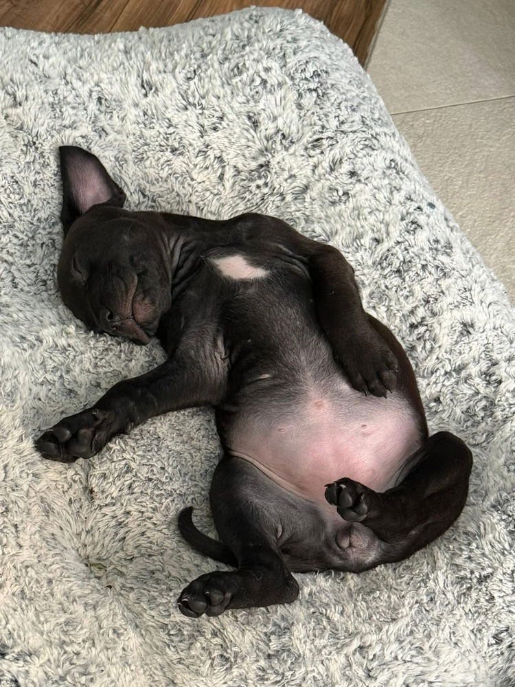 Morganne   (Pit-Boodles 2026) - Photo 3