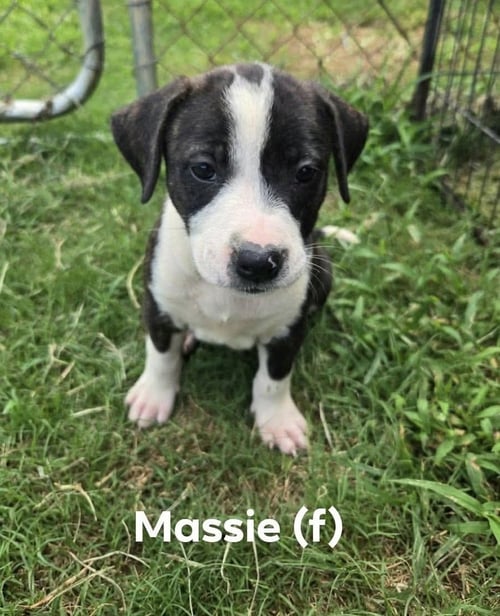 MASSIE ('BAMA BUNCH 2026) - Pit Bull Terrier / Terrier available for adoption