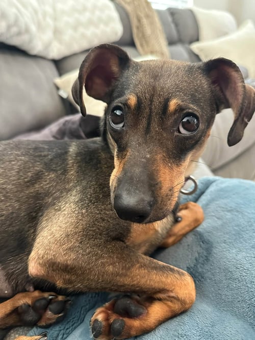 MEI - Dachshund available for adoption