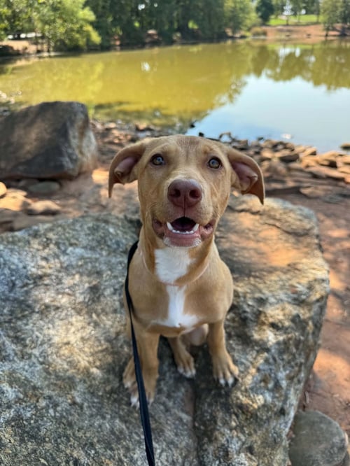 CLARABELLE - Terrier available for adoption