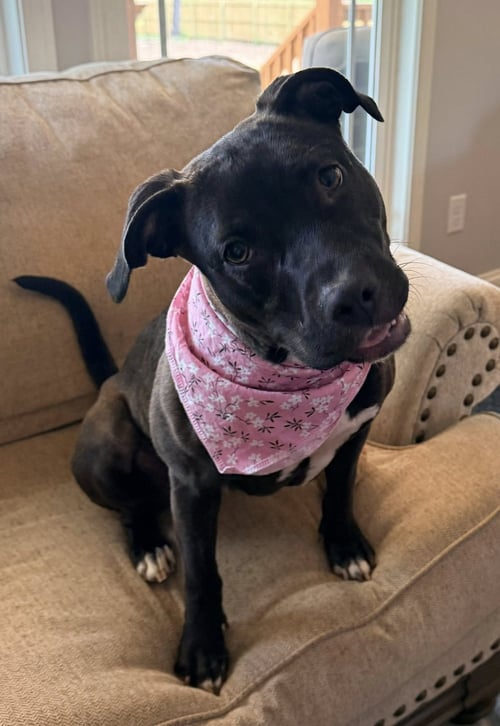 ROO - Terrier for adoption in Greenville