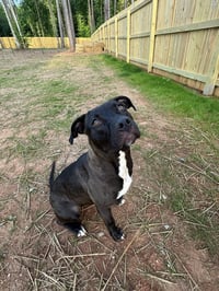 Roo - Photo 2