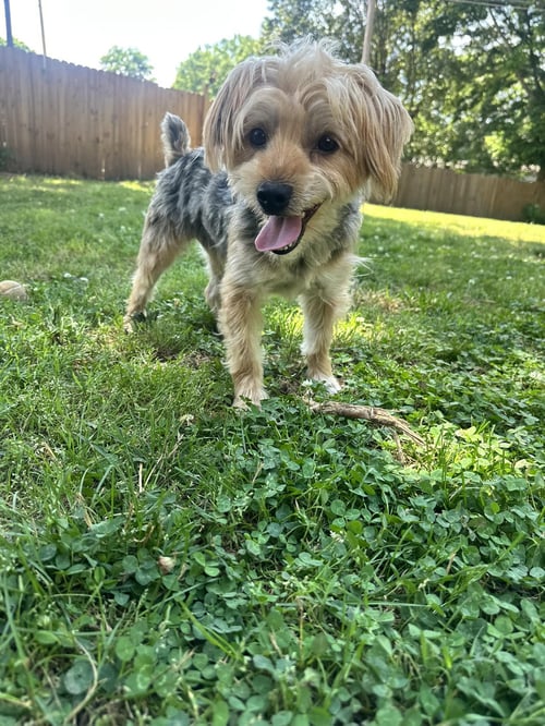 DON FRANCISCO - Silky Terrier available for adoption