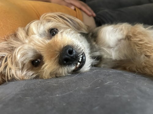 DON FRANCISCO - Silky Terrier available for adoption