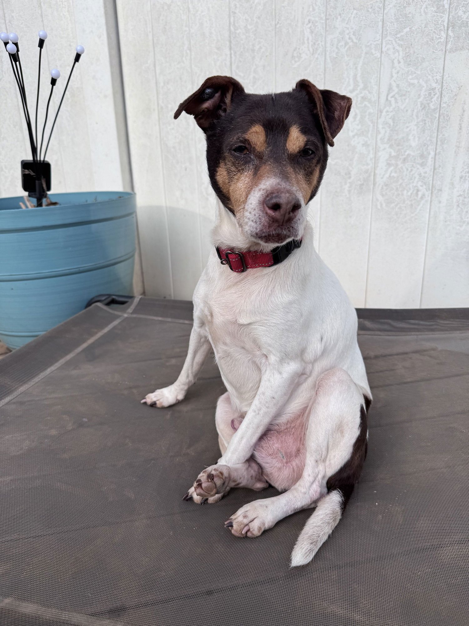 WOODFORD - Rat Terrier available for adoption