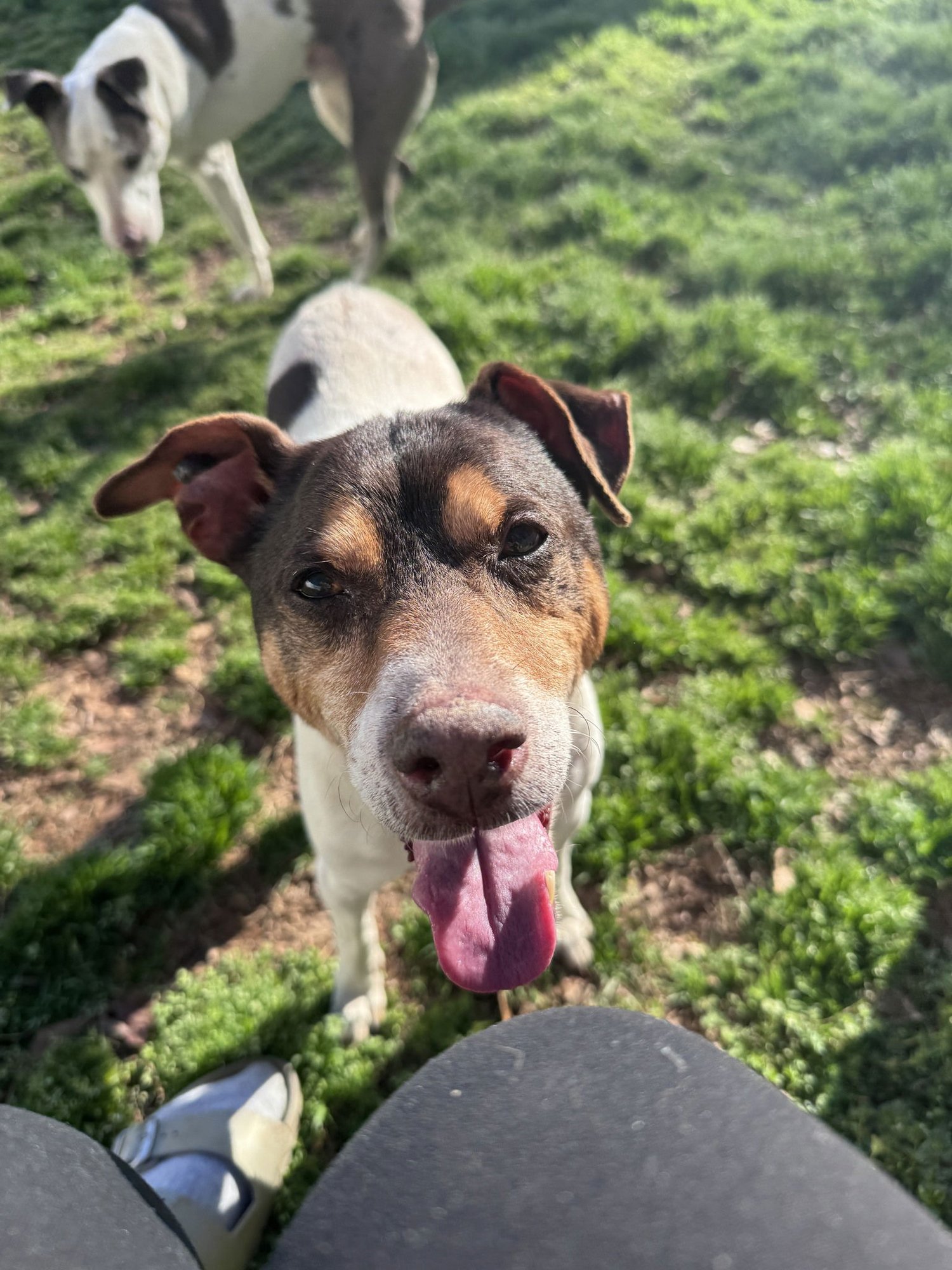 WOODFORD - Rat Terrier available for adoption