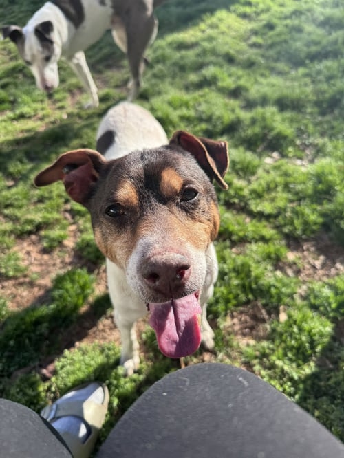 WOODFORD - Rat Terrier available for adoption